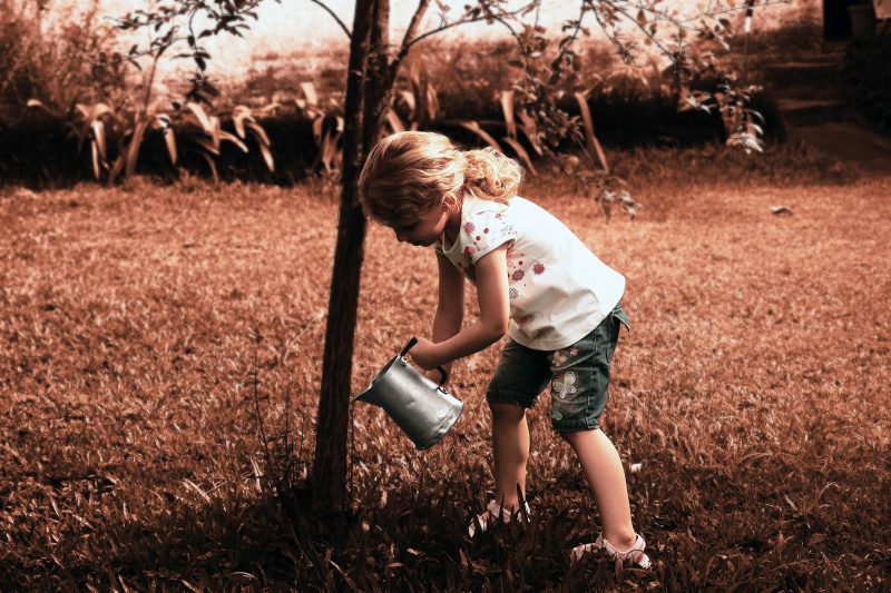 A girl watering a young tree in the garden with a metal watering can